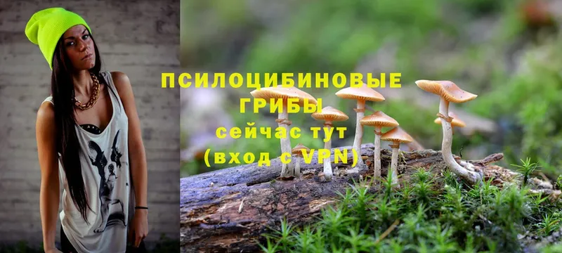 Псилоцибиновые грибы Psilocybine cubensis  купить наркотик  Любань 