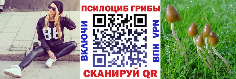 Галлюциногенные грибы Cubensis  кракен маркетплейс  Любань 